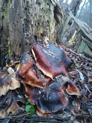 Hypomyces aurantius