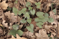 Lamium maculatum