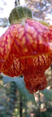 Callianthe