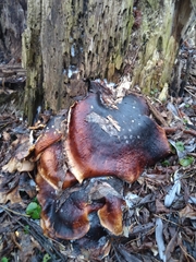 Picipes badius