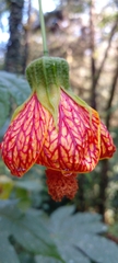 Callianthe
