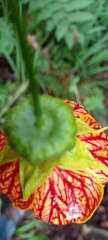 Callianthe