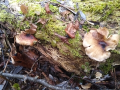 Picipes badius
