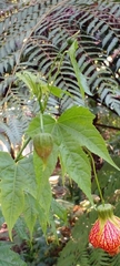 Callianthe