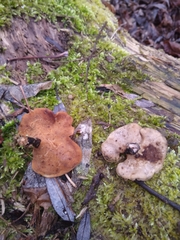 Picipes badius