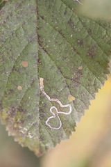 Coptotriche marginea