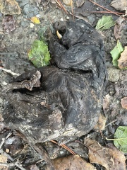 Sciuromorpha