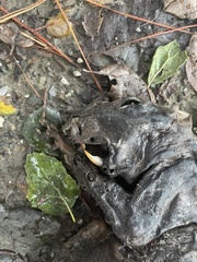 Sciuromorpha