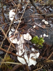 Tyromyces chioneus