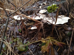 Tyromyces chioneus