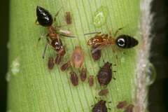 Technomyrmex quadricolor