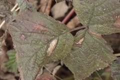 Coptotriche marginea