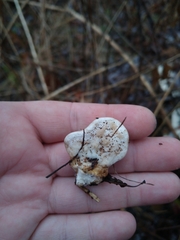 Tyromyces chioneus