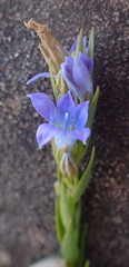Wahlenbergia fasciculata
