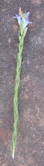 Wahlenbergia fasciculata