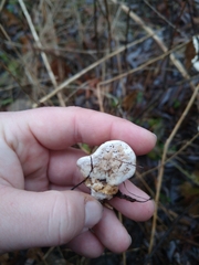 Tyromyces chioneus