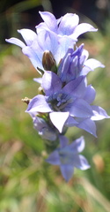 Wahlenbergia fasciculata