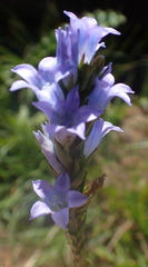 Wahlenbergia fasciculata