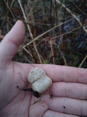 Tyromyces chioneus