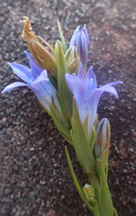 Wahlenbergia fasciculata