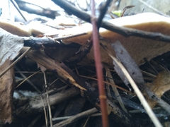 Tyromyces chioneus