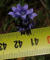 Wahlenbergia fasciculata