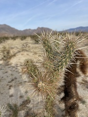 Cylindropuntia echinocarpa