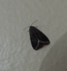 Micrathetis canifimbria