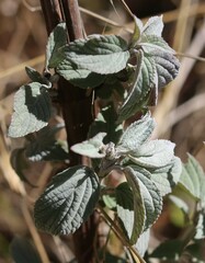 Salvia elegans