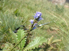 Wahlenbergia fasciculata