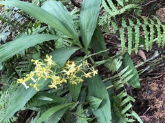 Cephalantheropsis obcordata