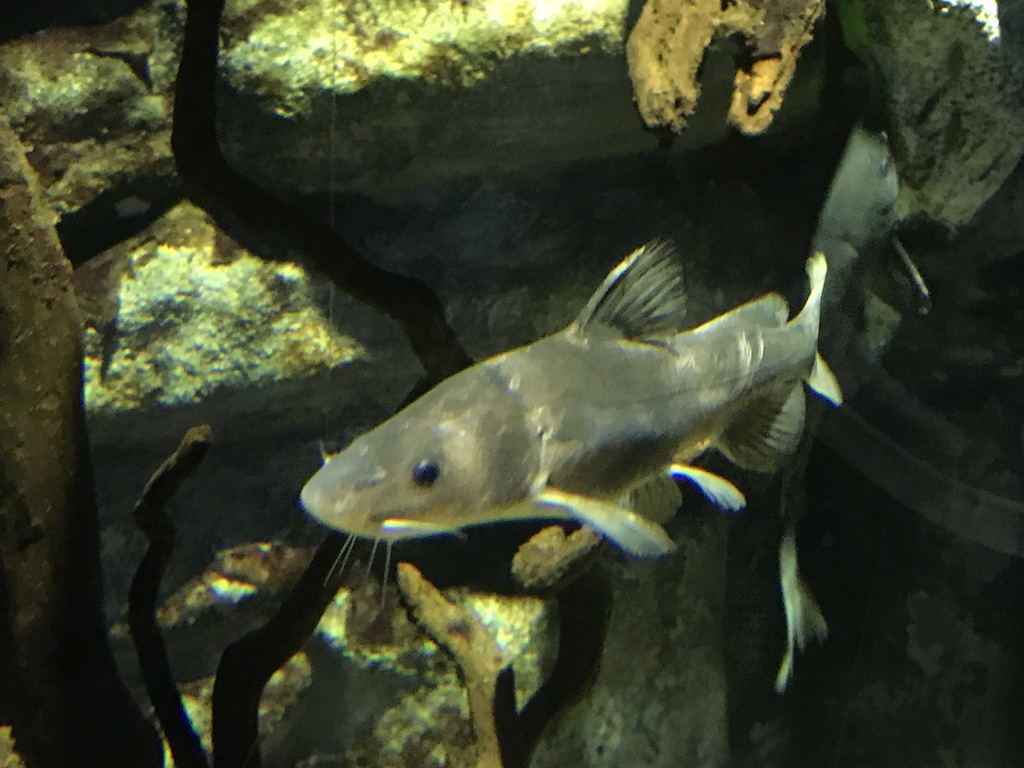 Leiocassis