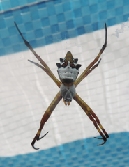 Argiope argentata