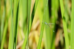 Lestes forficula