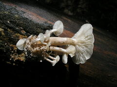 Ossicaulis lignatilis