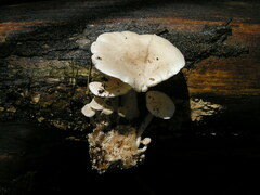 Ossicaulis lignatilis