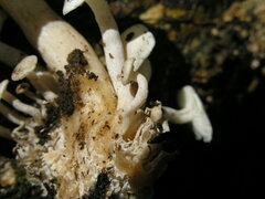 Ossicaulis lignatilis