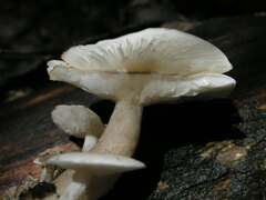 Ossicaulis lignatilis