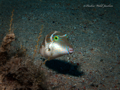 Canthigaster cyanospilota