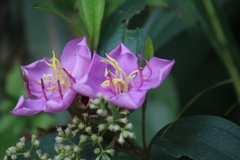 Melastoma malabathricum