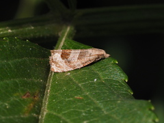 Notocelia uddmanniana