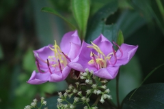 Melastoma malabathricum