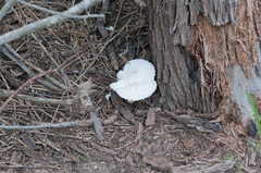 Leucocoprinus cretaceus