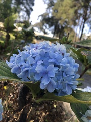 Hydrangea macrophylla