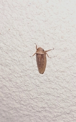 Sordana sordida