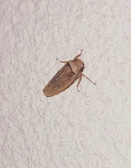 Sordana sordida