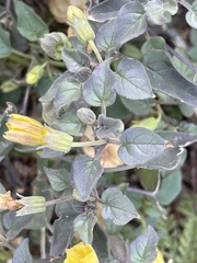 Physalis crassifolia