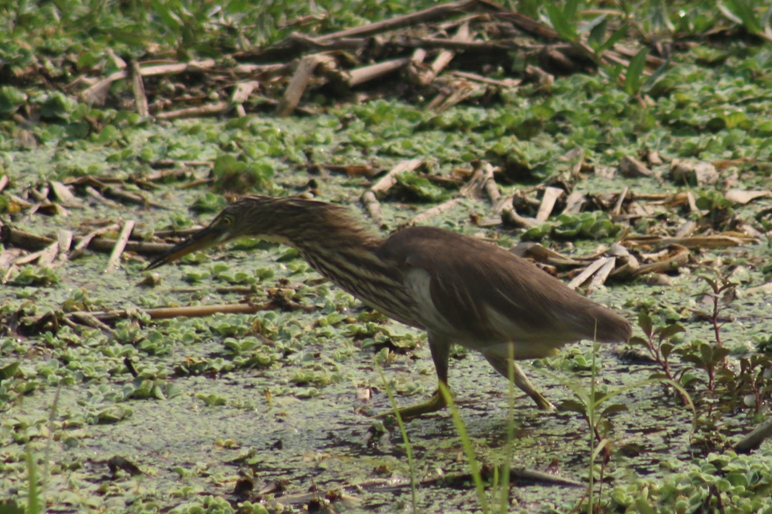 Indian Pond Heron