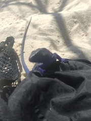 Cnemidophorus espeuti