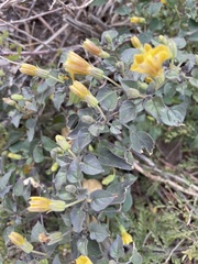 Physalis crassifolia